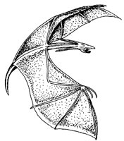 DRACHE12.TIF