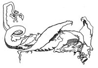 DRACHE.TIF