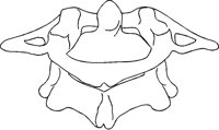 WIRBEL.TIF