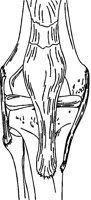 KNIE.TIF