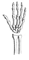 HAND.TIF