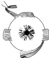 AUGE3.TIF