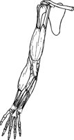 ARM3.TIF