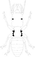 TERMITE.TIF