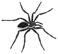 SPINNE6.TIF