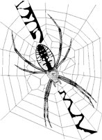 SPINNE3.TIF