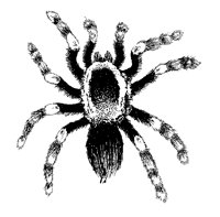 SPINNE2.TIF
