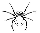 SPINNE1.TIF