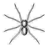 SPINNE.TIF