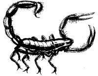 SCORPION.TIF