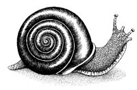 SCHNECKE.TIF