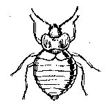 KAEFER02.TIF