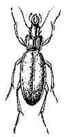 KAEFER01.TIF