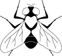FLIEGE4.TIF