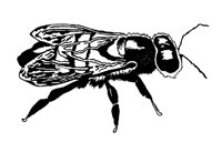 FLIEGE3.TIF