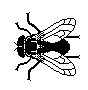 FLIEGE.TIF