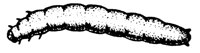 ENGERL.TIF