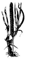 BLUME99.TIF