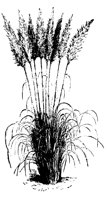 BLUME98.TIF