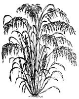 BLUME95.TIF
