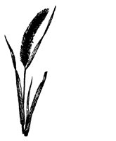 BLUME94.TIF