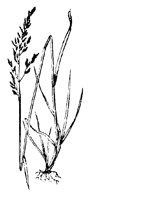 BLUME93.TIF