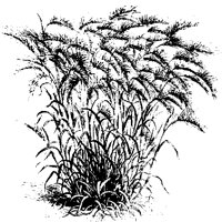 BLUME90.TIF