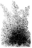 BLUME89.TIF