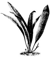BLUME84.TIF