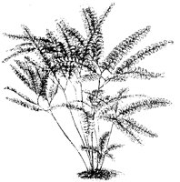 BLUME81.TIF