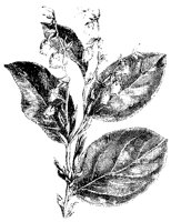 BLUME74.TIF