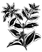 BLUME73.TIF