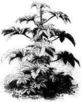 BLUME71.TIF