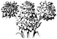 BLUME66.TIF