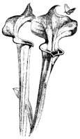 BLUME62.TIF