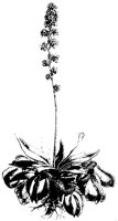 BLUME60.TIF