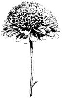 BLUME57.TIF