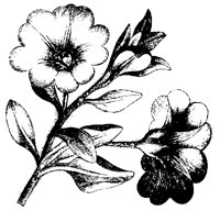 BLUME56.TIF