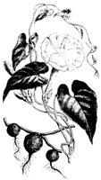 BLUME55.TIF