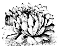BLUME52.TIF