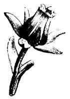 BLUME50.TIF