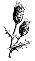 BLUME49.TIF