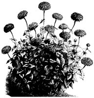 BLUME47.TIF