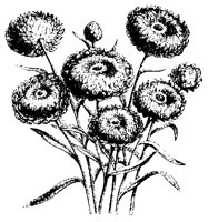BLUME46.TIF