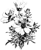 BLUME45.TIF