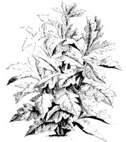 BLUME43.TIF