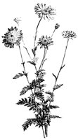 BLUME42.TIF