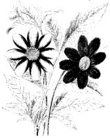 BLUME41.TIF