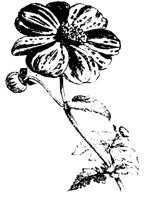 BLUME40.TIF
