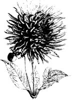 BLUME39.TIF